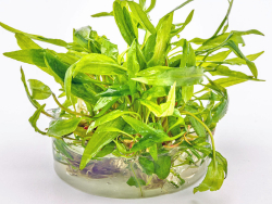 Breitblättriger Wasserkelch - Cryptocoryne wendtii 'Broad Leaf' in vitro
